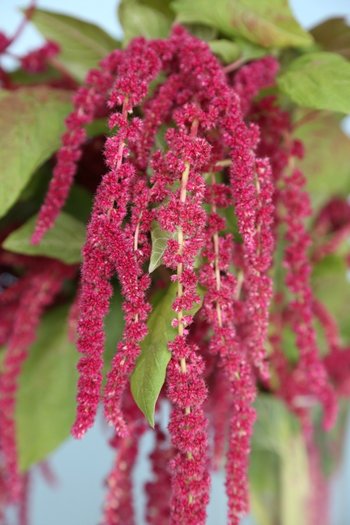 Amaranthus Red 